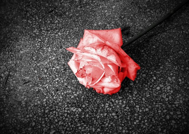 L’importance de la passion dans la vie quotidienne