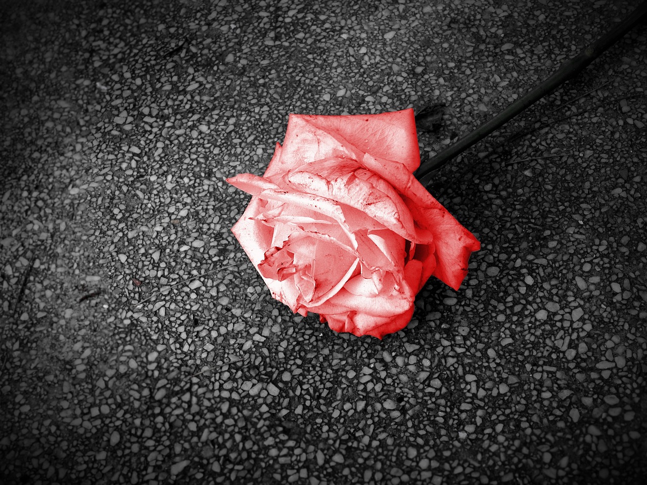 L’importance de la passion dans la vie quotidienne